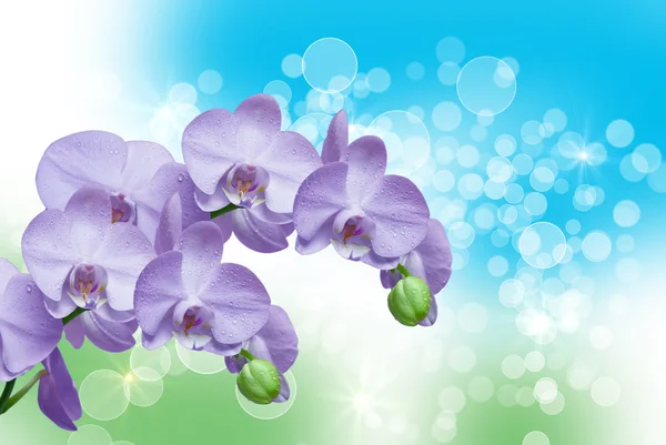 Orchidej květina — Stock fotografie