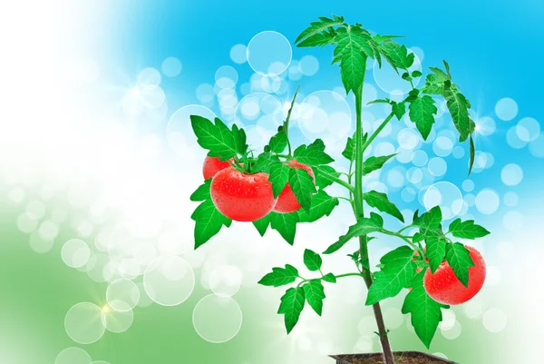 Planta de tomate — Foto de Stock