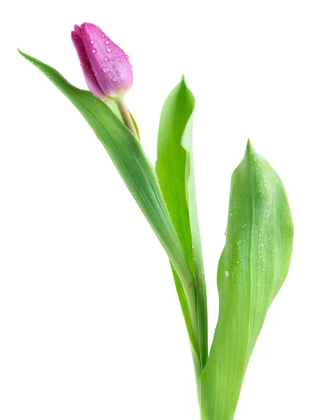 Flores de tulipa — Fotografia de Stock