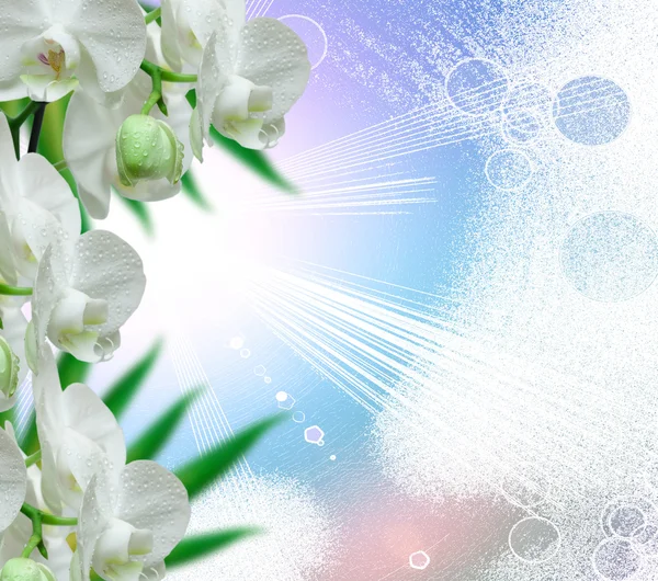 Orchideenblume — Stockfoto