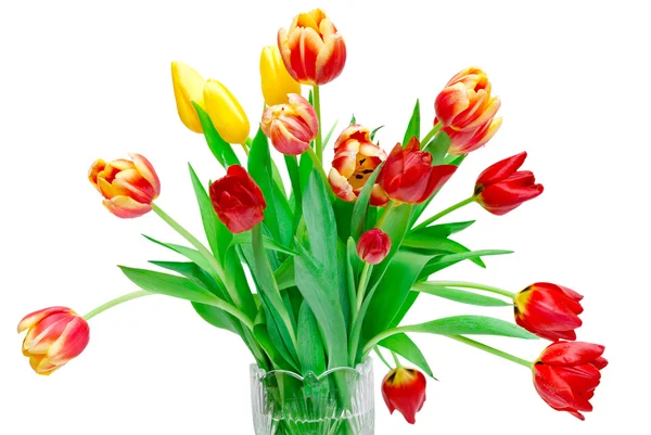 Tulip flowers — Stock Photo, Image