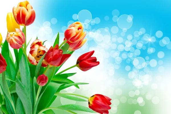 Fleurs de tulipes — Photo