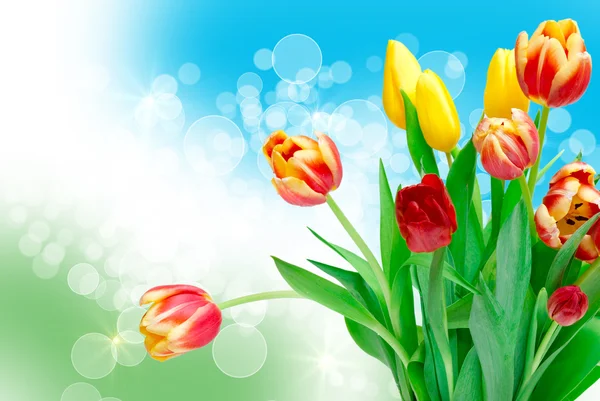 Tulip flowers — Stock Photo, Image