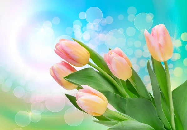 Tulip flowers — Stock Photo, Image