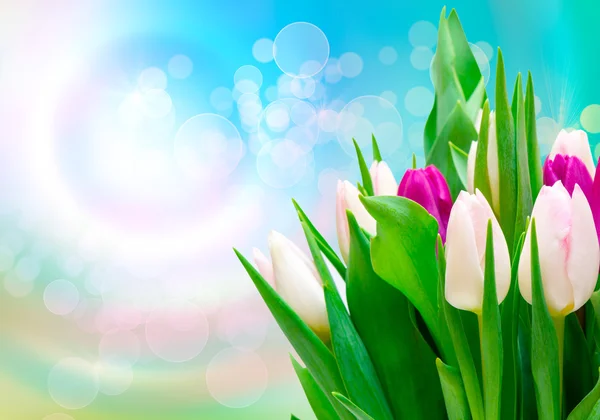 Tulip flowers — Stock Photo, Image