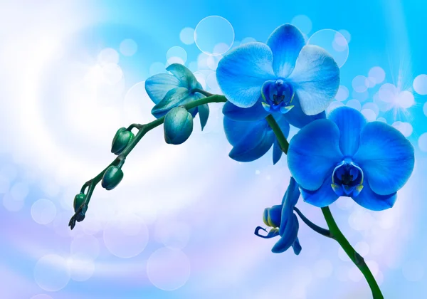 Orchideenblume — Stockfoto