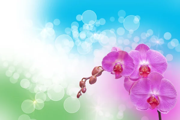 Orchid blomst - Stock-foto