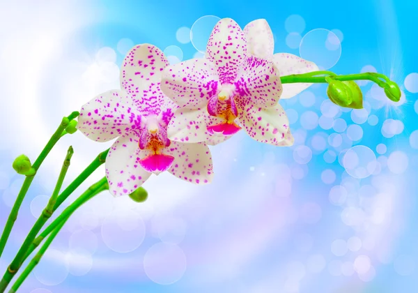 Orchideebloem — Stockfoto