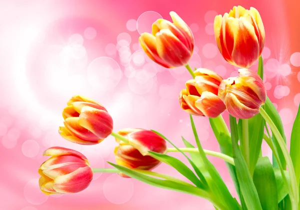 Tulip flowers — Stock Photo, Image