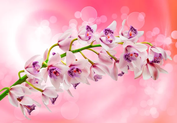 Orchid flower — Stock Photo, Image