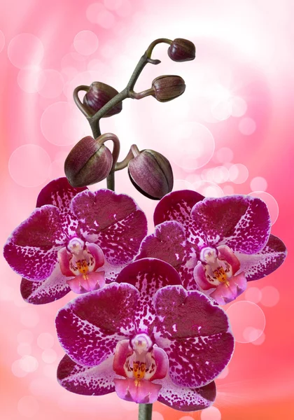 Orchidée fleur — Photo