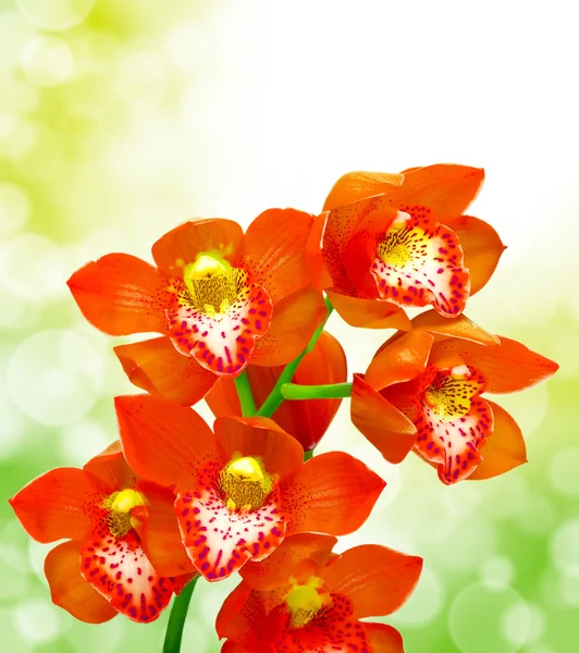 Flor de orquídea — Fotografia de Stock