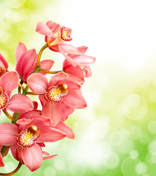 Orchideenblume — Stockfoto