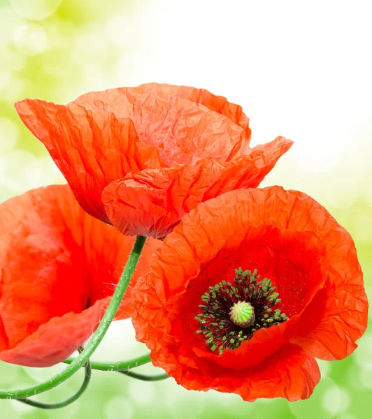 Rode papaver — Stockfoto