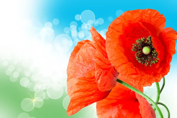 Red poppy — Stock Photo, Image