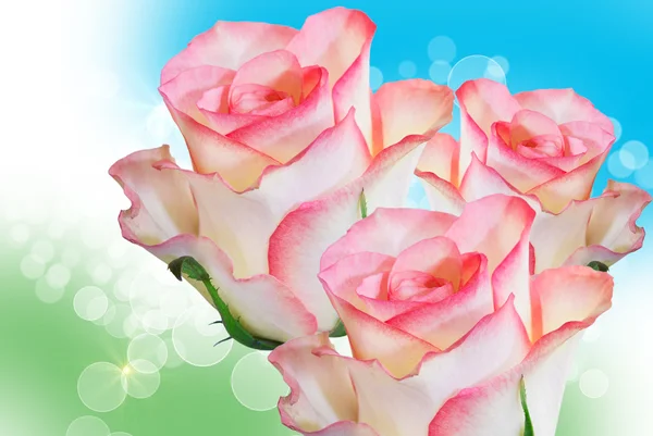 Flor de rosa —  Fotos de Stock
