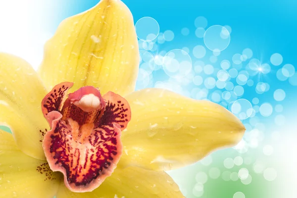 Orchideenblume — Stockfoto