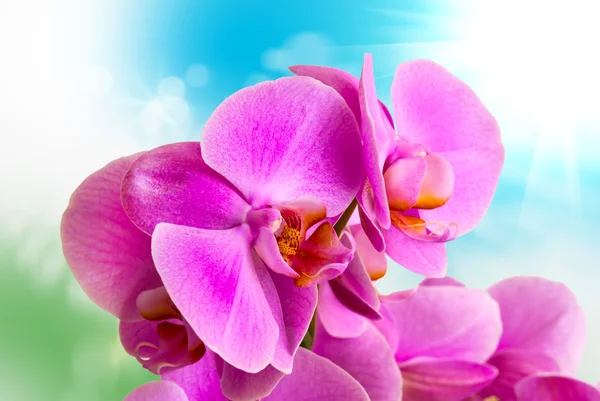 Орхидея — стоковое фото