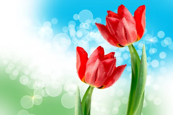 Tulip flowers — Stock Photo, Image