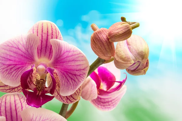 Orchidée fleur — Photo