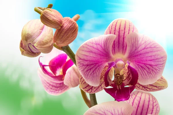 Orchidej květina — Stock fotografie