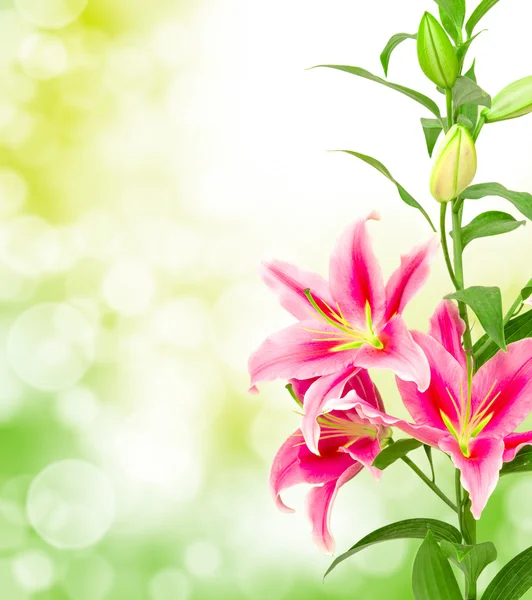 Pink lilies — Stock Photo, Image