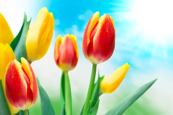 Tulip flowers — Stock Photo, Image