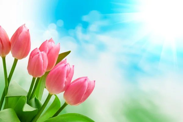 Tulip flowers — Stock Photo, Image