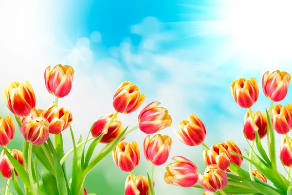 Tulpenblüten — Stockfoto