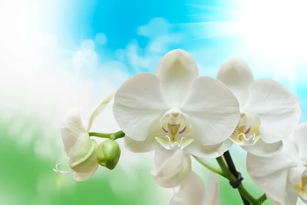 Orchideenblume — Stockfoto