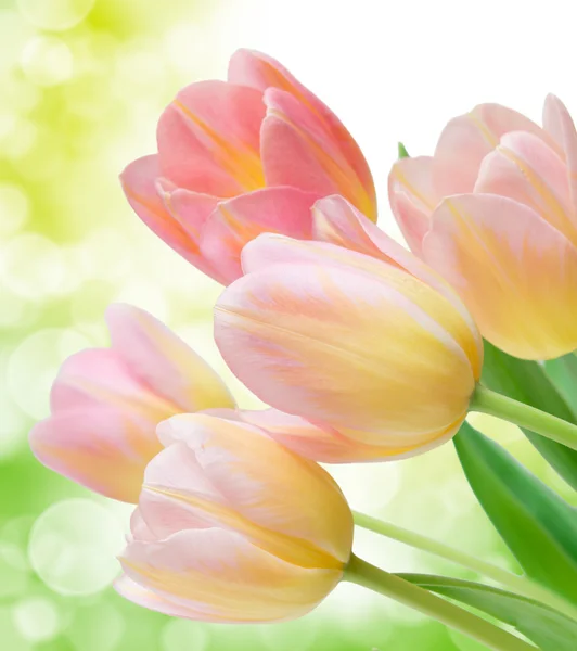 Tulip flowers — Stock Photo, Image