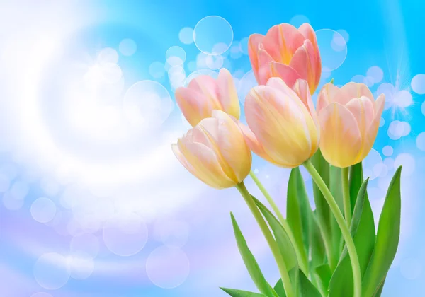 Tulip flowers — Stock Photo, Image