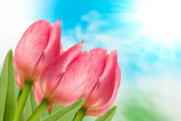 Tulip flowers — Stock Photo, Image