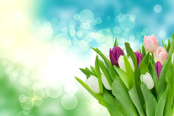 Tulip flowers — Stock Photo, Image