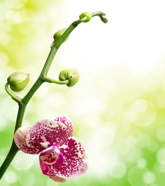 Fiore del Orchid Fotografia Stock
