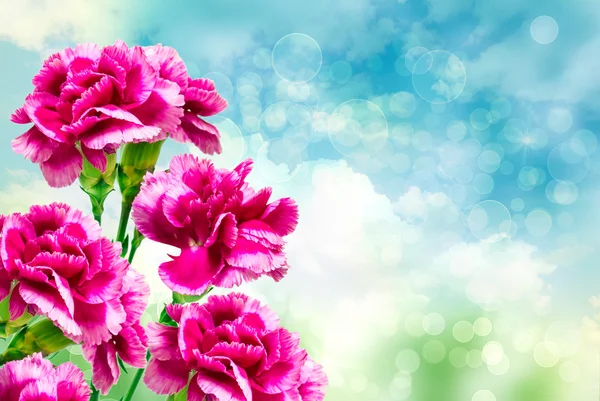 Carnation flower — Stock Photo, Image