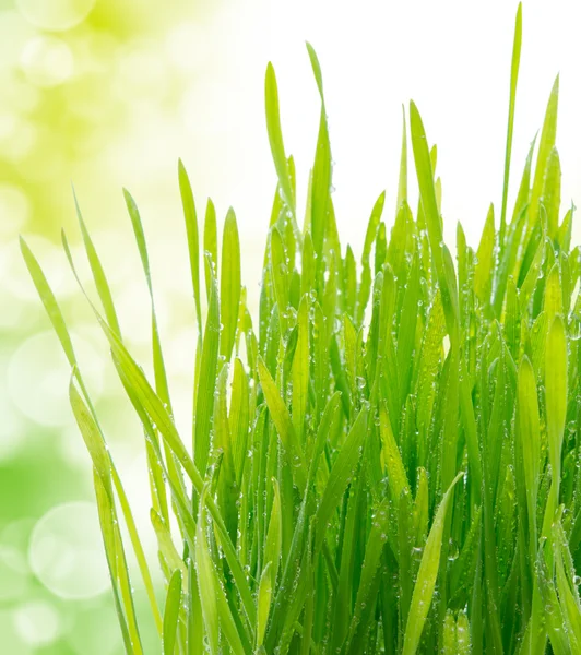 Green grass — Stock Photo, Image