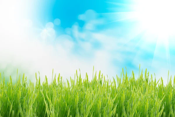 Green grass — Stock Photo, Image