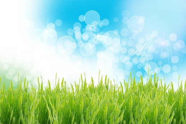 Green grass — Stock Photo, Image