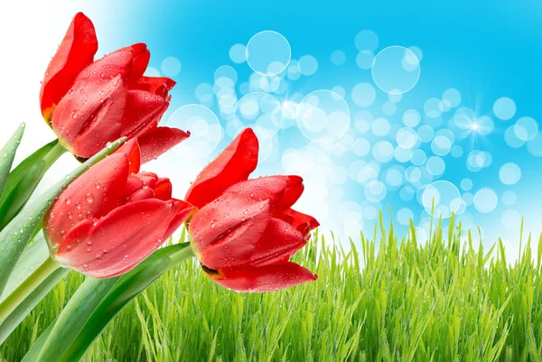 Tulip flowers — Stock Photo, Image