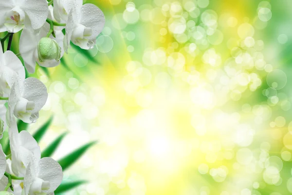 Flor de orquídea — Fotografia de Stock