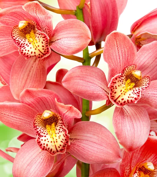 Fiore del Orchid — Foto Stock