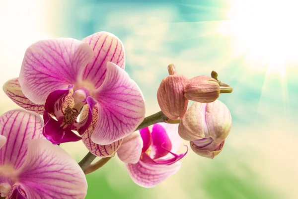 Orchidej květina — Stock fotografie