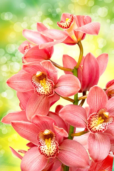 Orchid flower — Stock Photo, Image