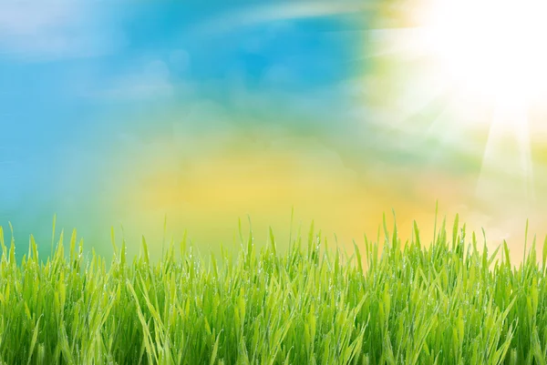 Green grass — Stock Photo, Image