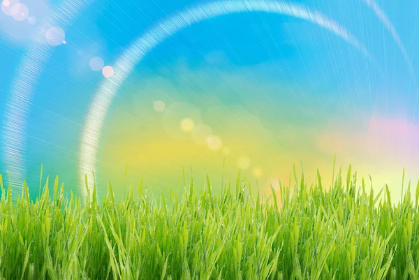 Green grass — Stock Photo, Image