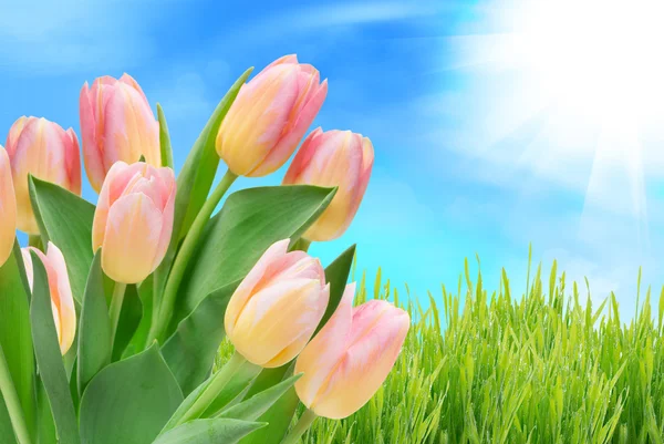 Tulip flowers — Stock Photo, Image