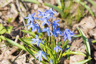 Scilla çiçekler