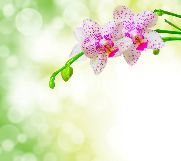 Flor de orquídea — Fotografia de Stock