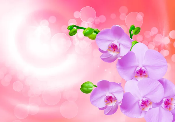 Fiore del Orchid — Foto Stock